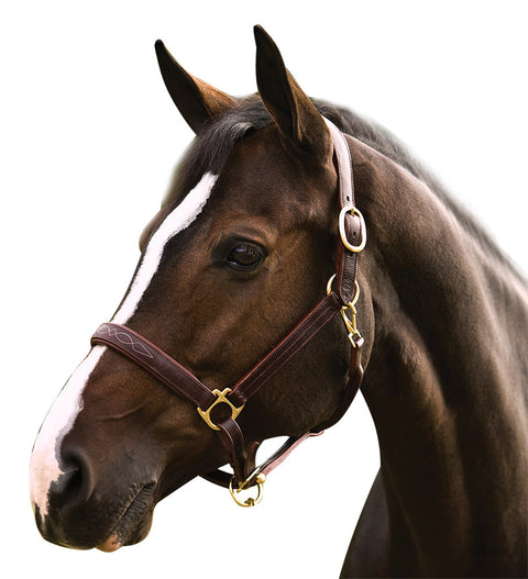Henri de Rivel Pro Fancy Padded Rolled Throat Triple-Stitched Halter