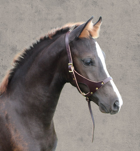 Perri’s® Leather Foal Halter