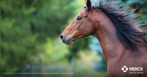 Panacur Paste Dewormer