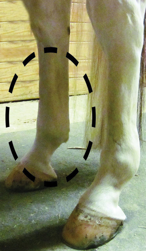Equi Flexsleeves®