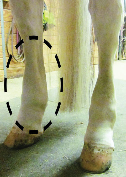 Equi Flexsleeves®