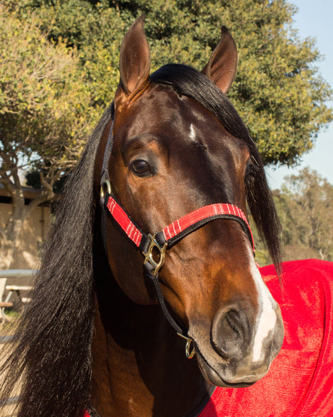 Kensington™ Premium Halter