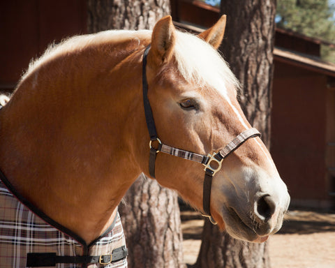 Kensington™ Premium Halter