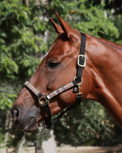 Kensington™ Premium Halter