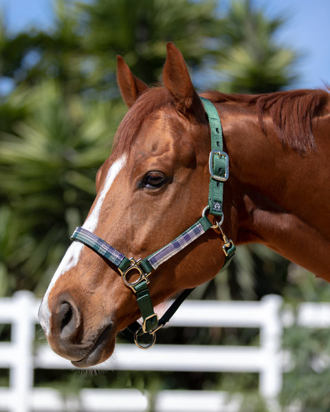 Kensington™ Premium Halter