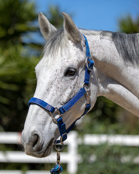 Kensington™ Premium Halter