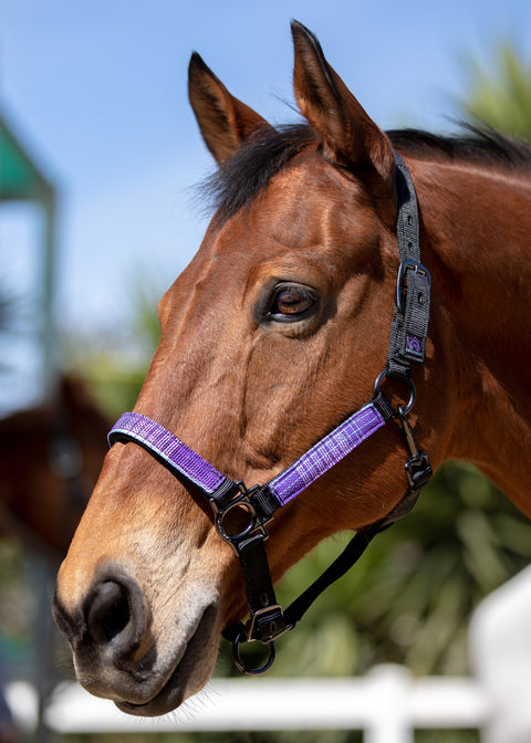 Kensington™ Premium Halter