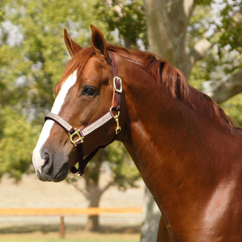 Kensington™ Premium Breakaway Halter