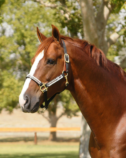 Kensington™ Premium Breakaway Halter
