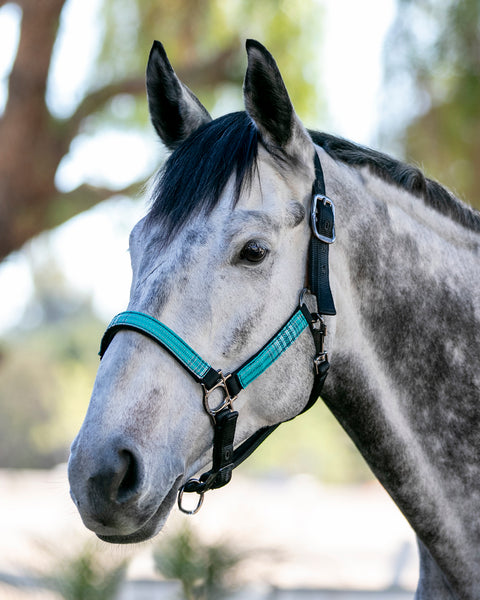 Kensington™ Premium Breakaway Halter