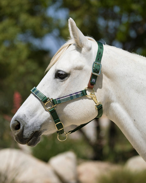 Kensington™ Premium Breakaway Halter