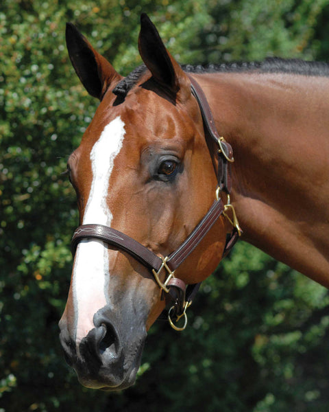 Vespucci Fancy Stitched Halter