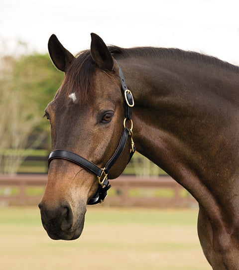 Suffolk™ Lined Halter