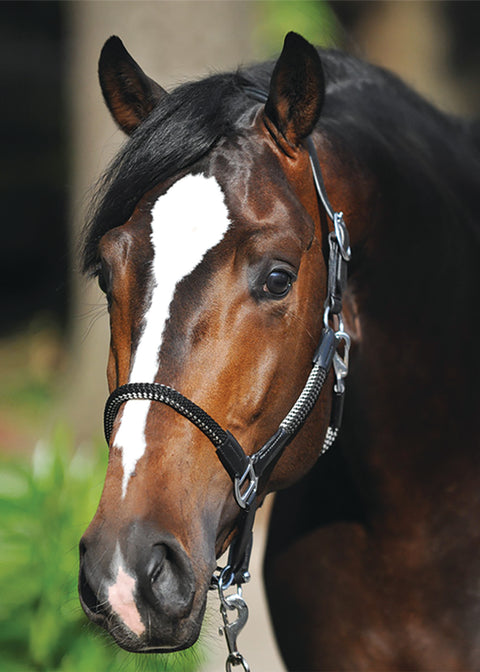 Kavalkade Cavo Halter