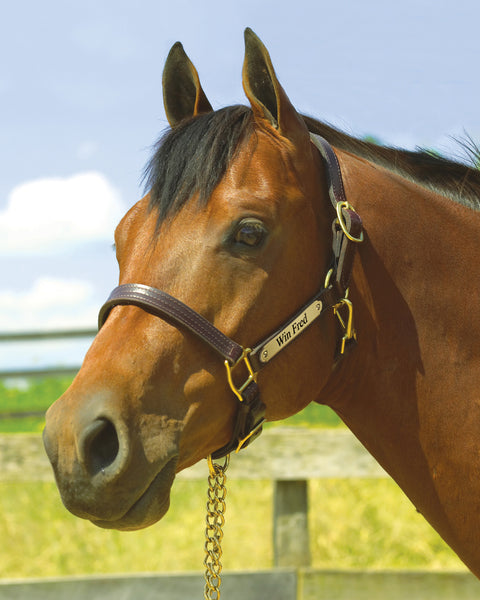 Perri’s® 1" XL Stallion Premium Leather Show Halter with Nameplate