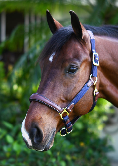 Ovation® Luxor Cushion-Flex Halter