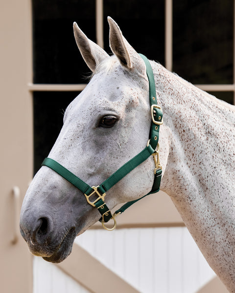Suffolk™ Heavy Nylon Breakaway Halter with Fuse