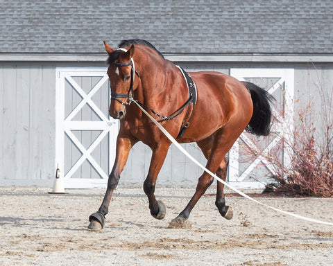 Suffolk™ Side Reins with Elastic