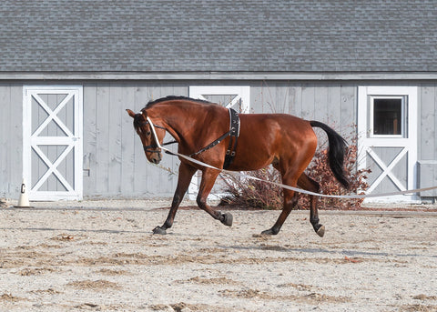 Suffolk™ Side Reins with Elastic