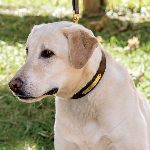 Perri’s® Padded Leather Nameplate Dog Collar