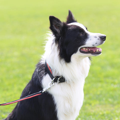 Perri’s® Padded Leather Nameplate Dog Collar