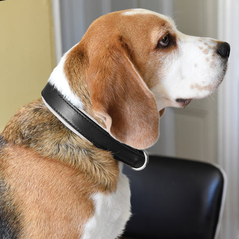 Perri’s® Padded Leather Nameplate Dog Collar