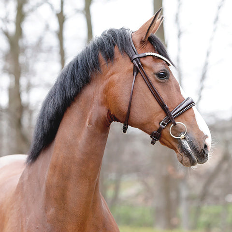 Kavalkade Florina Bridle