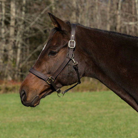 Henri de Rivel Pro Fancy Padded Rolled Throat Triple-Stitched Halter