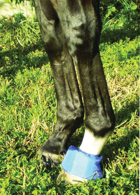 EZ Ice Hoof - Founder Pack