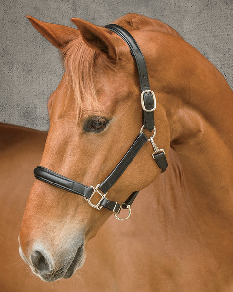DS Classic Plain Raised Padded Halter