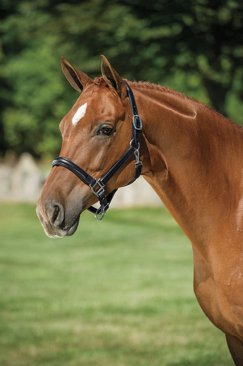 DS Classic Plain Raised Padded Halter