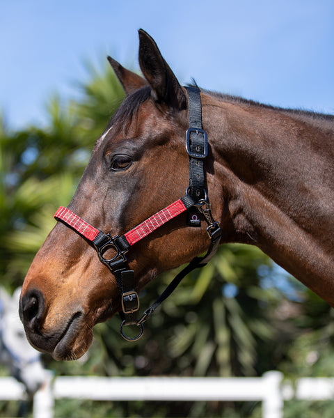 Kensington™ Premium Halter