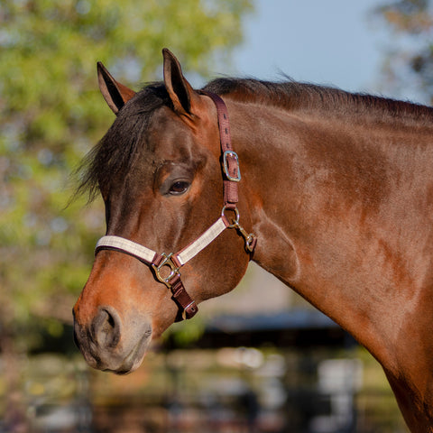Kensington™ Premium Halter