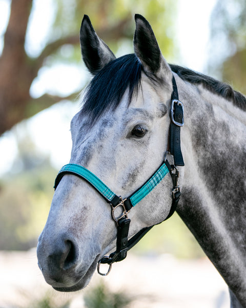 Kensington™ Premium Halter