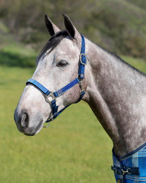 Kensington™ Premium Halter