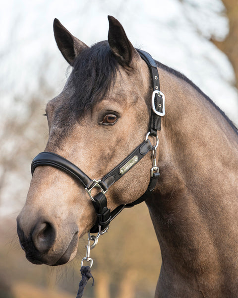 LeMieux® Capella Halter