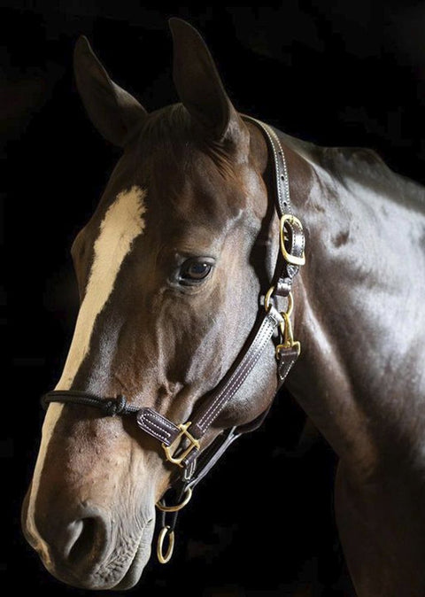 Walsh™ Rope Nose British Halter