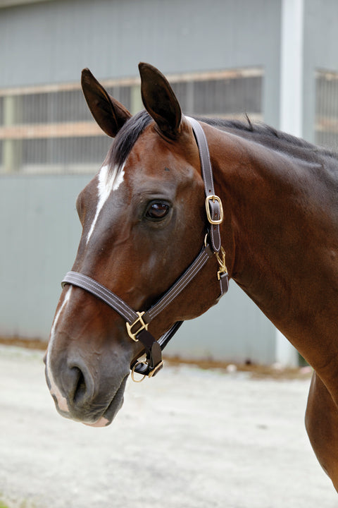 Suffolk™ Triple-Stitched Halter