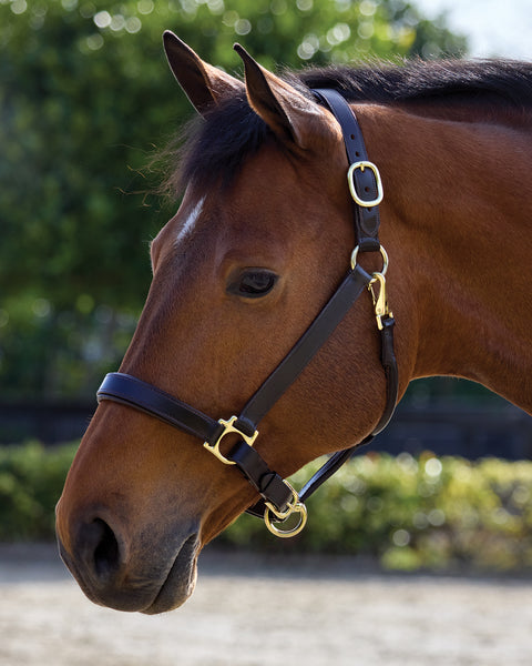 Suffolk™ Everyday Halter