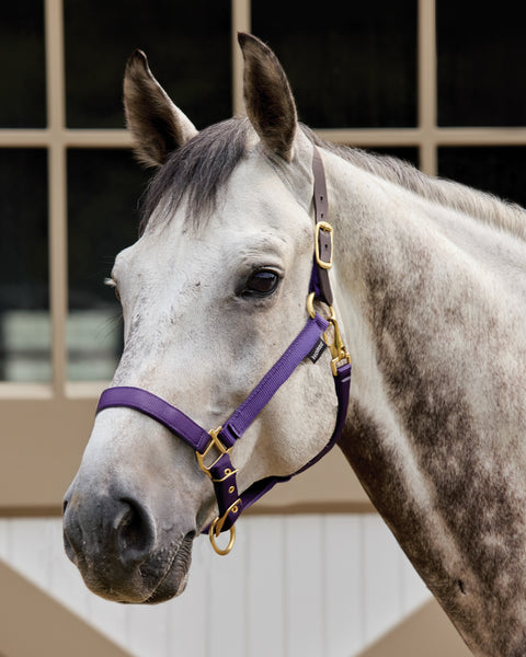 Suffolk™ Heavy Nylon Halter with Breakaway Crown