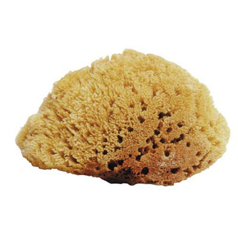 Natural Sea Sponges