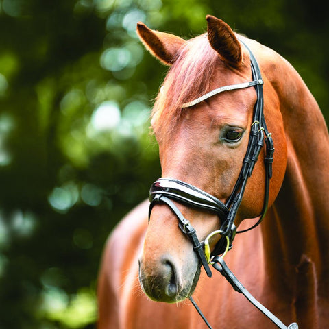Kavalkade Princess Browband